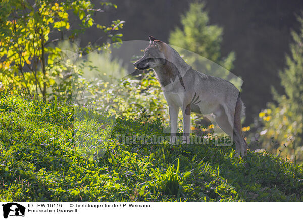 Eurasischer Grauwolf / eurasian greywolf / PW-16116