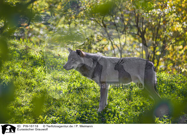 Eurasischer Grauwolf / eurasian greywolf / PW-16118