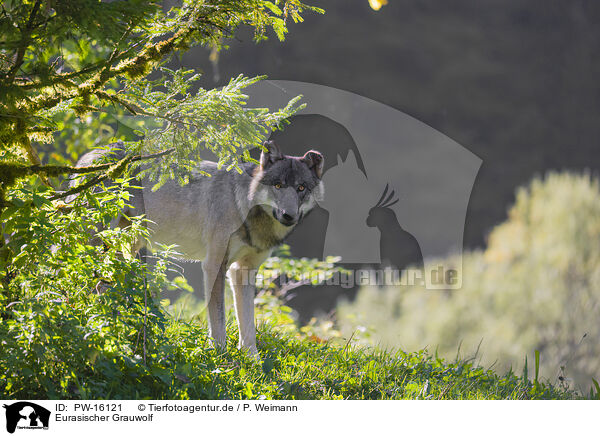 Eurasischer Grauwolf / PW-16121