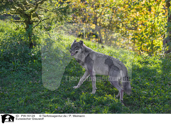 Eurasischer Grauwolf / PW-16128