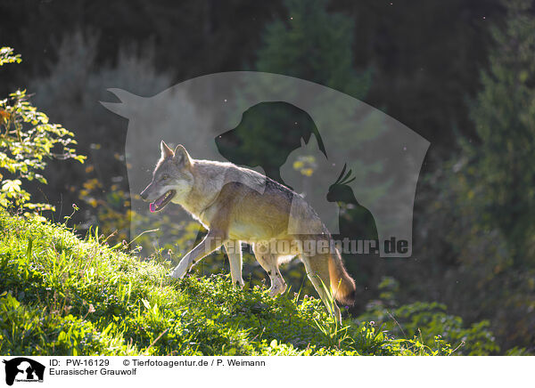 Eurasischer Grauwolf / PW-16129