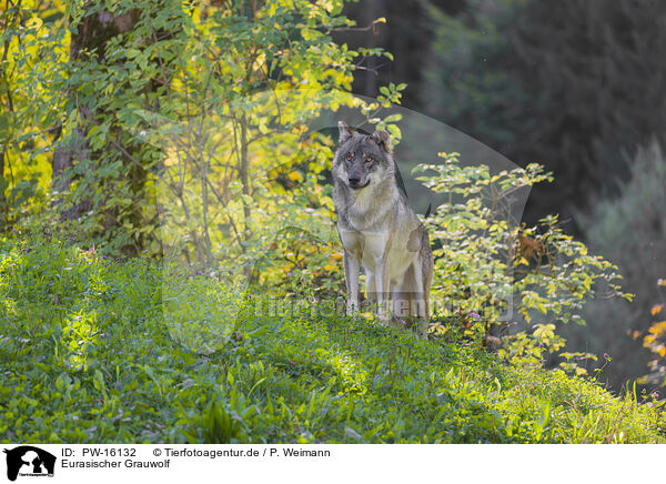 Eurasischer Grauwolf / PW-16132