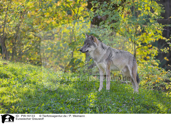 Eurasischer Grauwolf / PW-16133