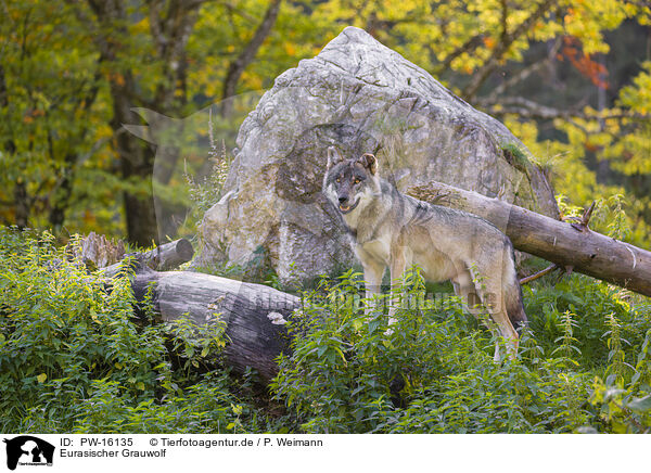 Eurasischer Grauwolf / eurasian greywolf / PW-16135