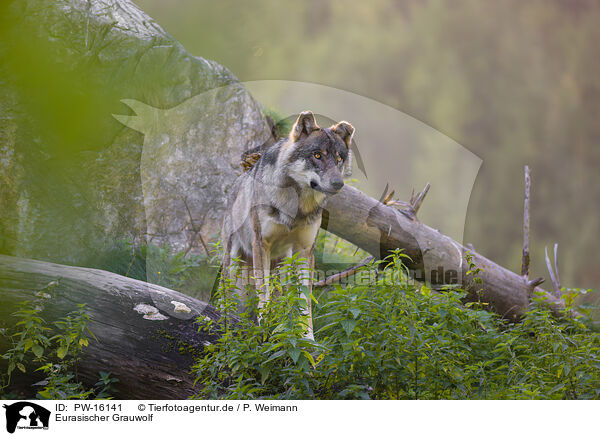 Eurasischer Grauwolf / eurasian greywolf / PW-16141