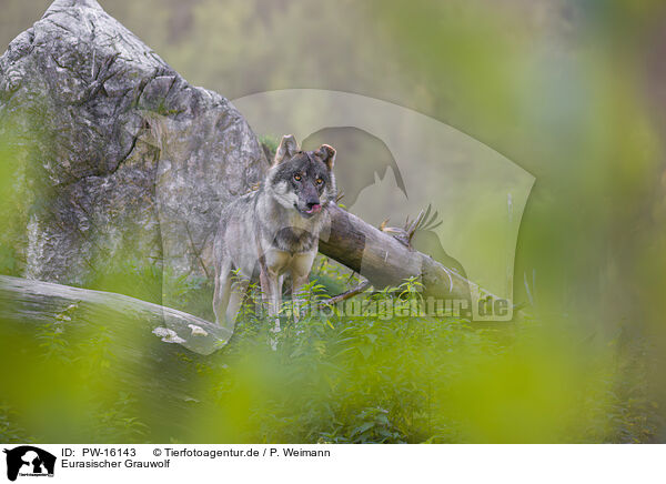Eurasischer Grauwolf / PW-16143