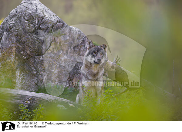Eurasischer Grauwolf / eurasian greywolf / PW-16146