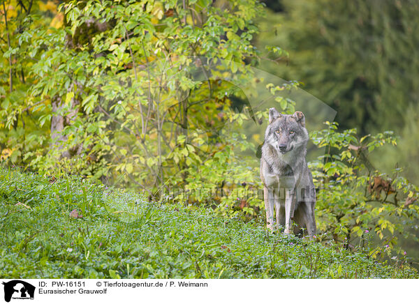 Eurasischer Grauwolf / PW-16151
