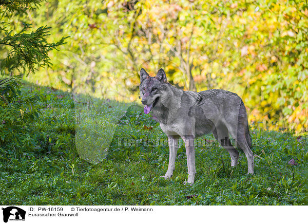 Eurasischer Grauwolf / PW-16159