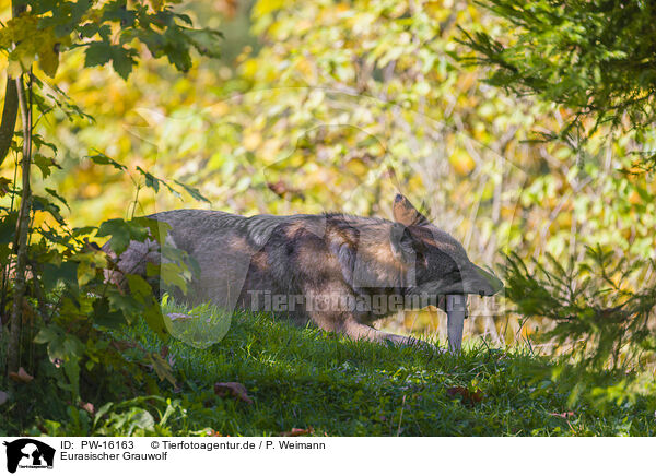 Eurasischer Grauwolf / eurasian greywolf / PW-16163