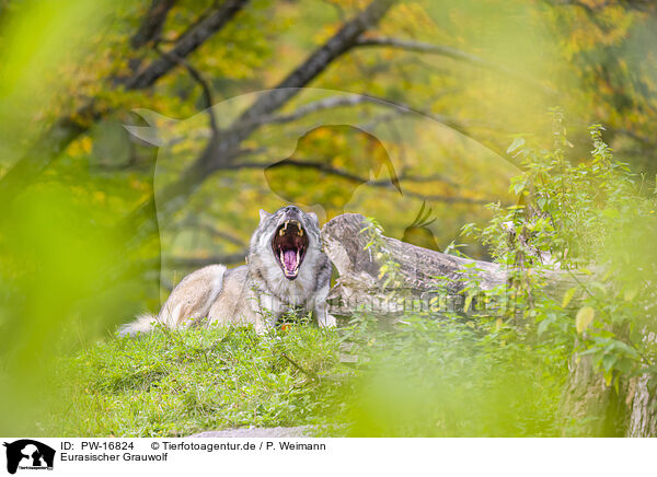 Eurasischer Grauwolf / eurasian greywolf / PW-16824