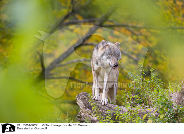 Eurasischer Grauwolf / eurasian greywolf / PW-16827
