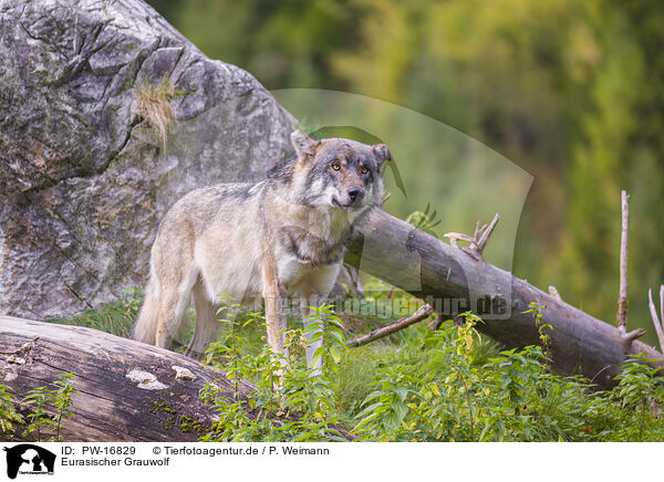 Eurasischer Grauwolf / eurasian greywolf / PW-16829