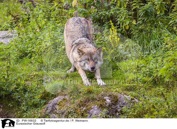 Eurasischer Grauwolf / PW-16832