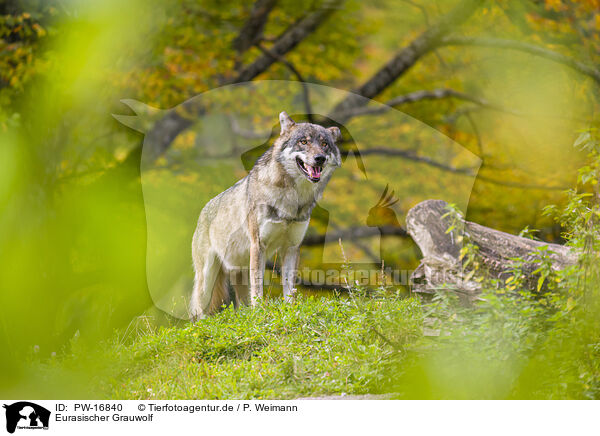 Eurasischer Grauwolf / eurasian greywolf / PW-16840
