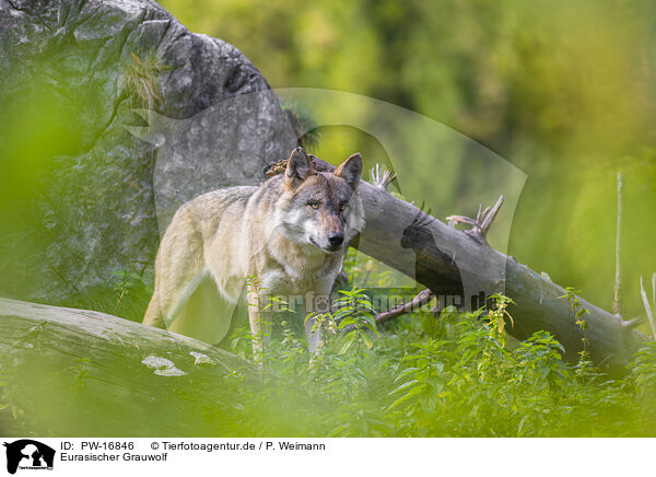 Eurasischer Grauwolf / PW-16846