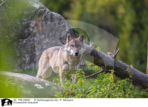 Eurasischer Grauwolf / eurasian greywolf / PW-16847