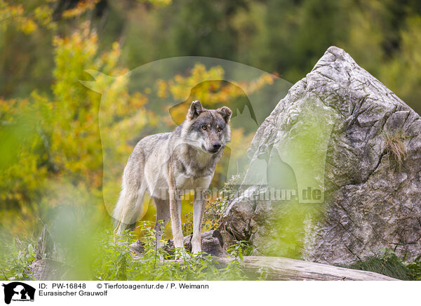 Eurasischer Grauwolf / eurasian greywolf / PW-16848