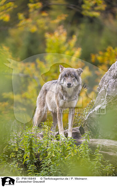 Eurasischer Grauwolf / PW-16849
