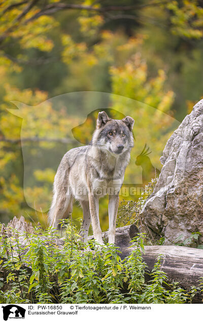 Eurasischer Grauwolf / eurasian greywolf / PW-16850