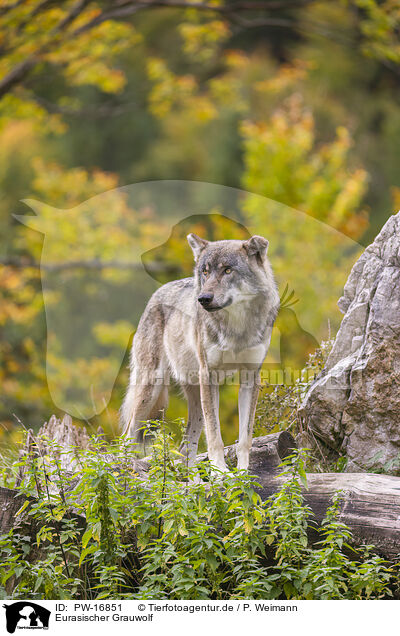 Eurasischer Grauwolf / PW-16851