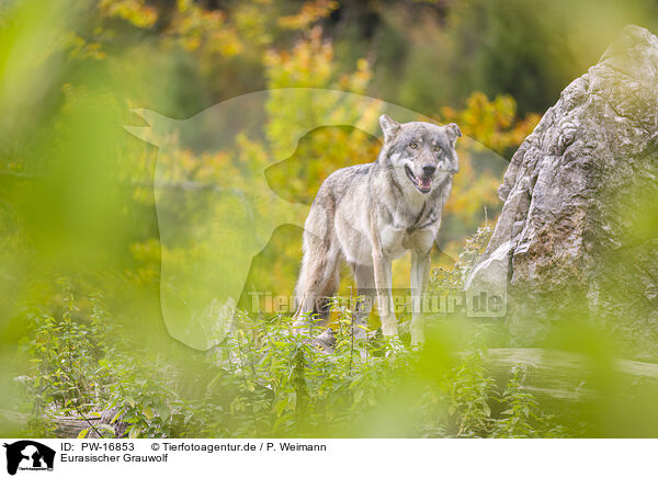 Eurasischer Grauwolf / eurasian greywolf / PW-16853