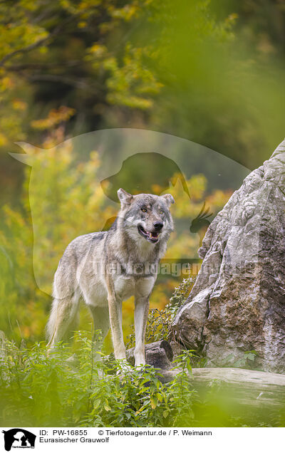 Eurasischer Grauwolf / PW-16855