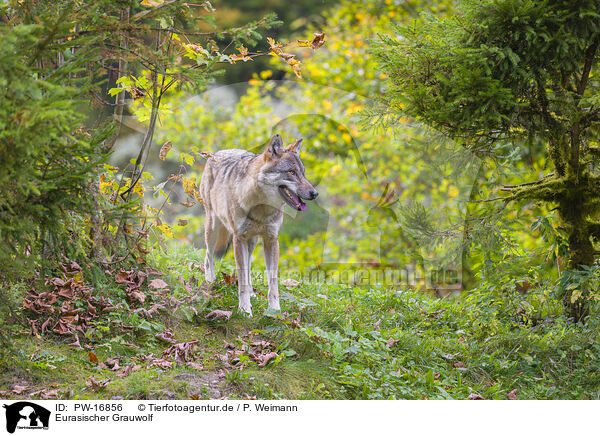 Eurasischer Grauwolf / eurasian greywolf / PW-16856