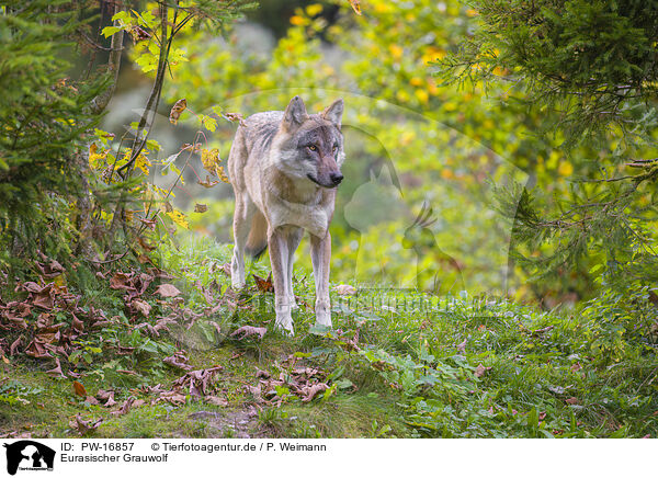 Eurasischer Grauwolf / PW-16857