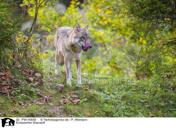 Eurasischer Grauwolf / PW-16858