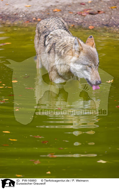 Eurasischer Grauwolf / PW-16860
