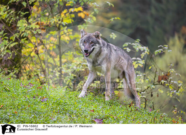 Eurasischer Grauwolf / PW-16862