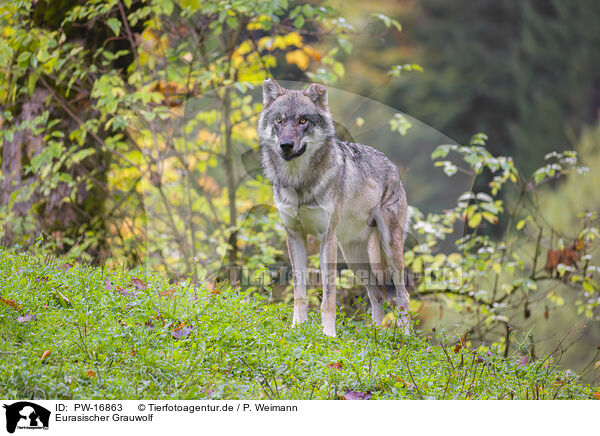 Eurasischer Grauwolf / PW-16863