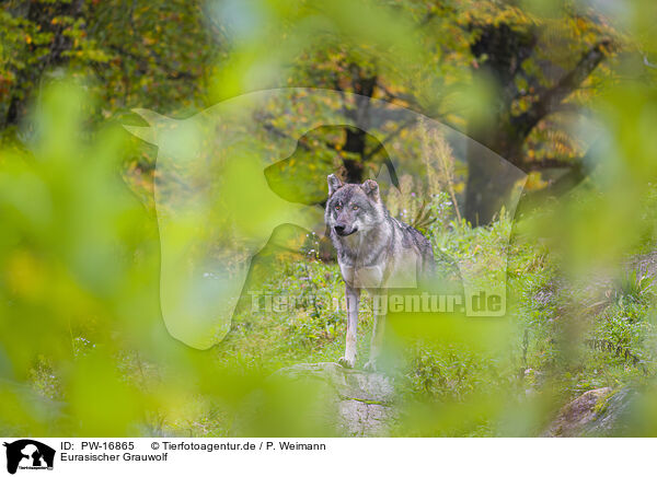 Eurasischer Grauwolf / PW-16865