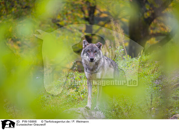 Eurasischer Grauwolf / PW-16866