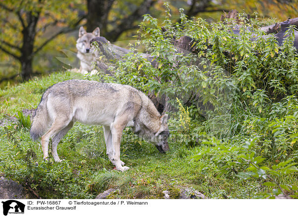 Eurasischer Grauwolf / PW-16867