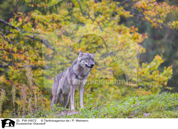 Eurasischer Grauwolf / PW-16872