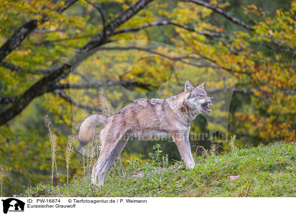 Eurasischer Grauwolf / PW-16874