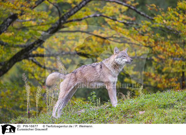 Eurasischer Grauwolf / PW-16877