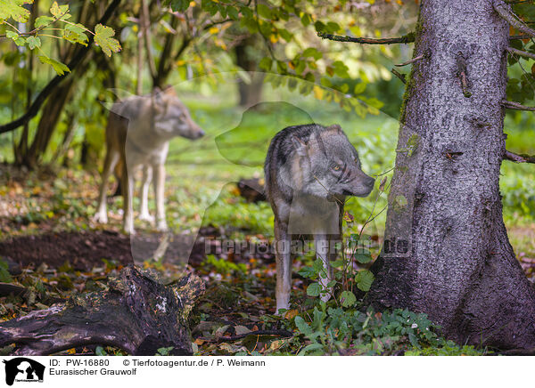 Eurasischer Grauwolf / PW-16880