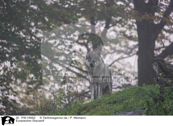 Eurasischer Grauwolf / PW-16882