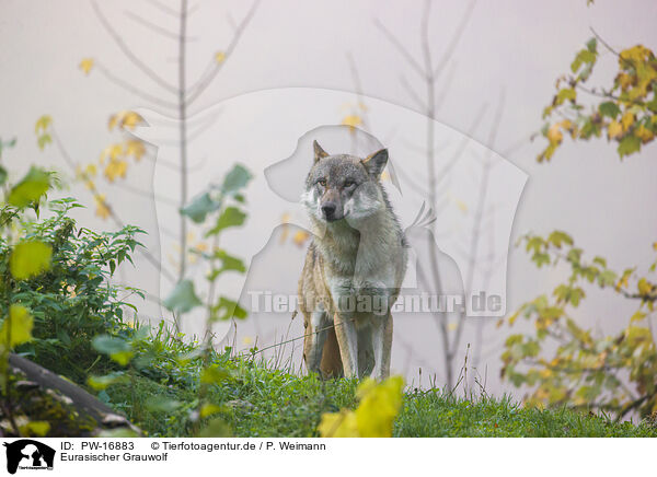 Eurasischer Grauwolf / PW-16883