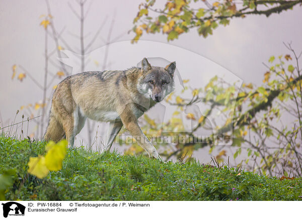 Eurasischer Grauwolf / PW-16884