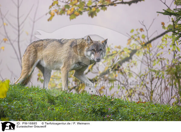 Eurasischer Grauwolf / eurasian greywolf / PW-16885