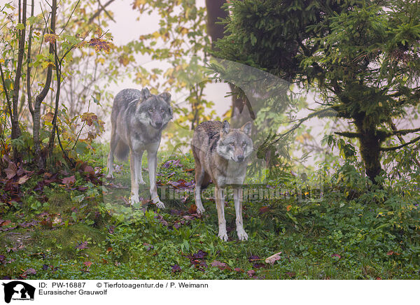 Eurasischer Grauwolf / eurasian greywolf / PW-16887