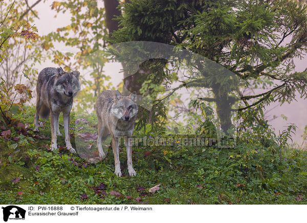 Eurasischer Grauwolf / PW-16888