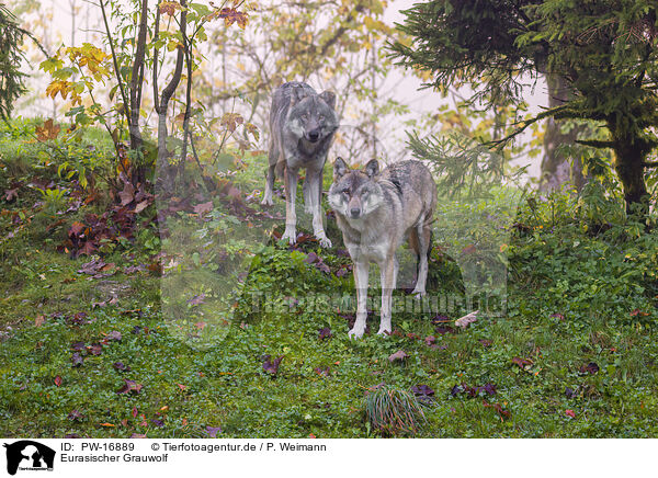 Eurasischer Grauwolf / PW-16889