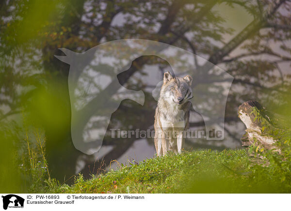 Eurasischer Grauwolf / eurasian greywolf / PW-16893