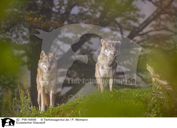 Eurasischer Grauwolf / eurasian greywolf / PW-16896