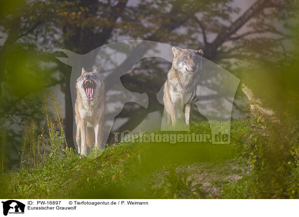 Eurasischer Grauwolf / eurasian greywolf / PW-16897